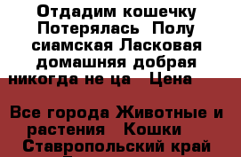 Отдадим кошечку.Потерялась. Полу сиамская.Ласковая,домашняя,добрая,никогда не ца › Цена ­ 1 - Все города Животные и растения » Кошки   . Ставропольский край,Ессентуки г.